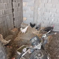 مرغ خروس