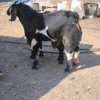 فروش نری،بز