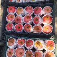 انار درجه یک تا ربی موجوده|خوردنی و آشامیدنی|مرودشت, ژیان|دیوار