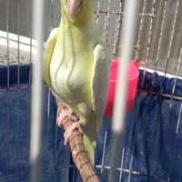 عروس هلندی لوتینو ۴۵ روزه|پرنده|رشت, حومه رشت|دیوار