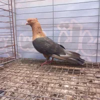 کبوتر آرشینگل