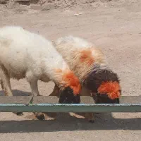 میش بره افشاری سالم پاک ۳۴تومن