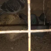 کبوتر|پرنده|اقلید, |دیوار