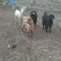 بز ماده|حیوانات مزرعه|اردبیل, |دیوار