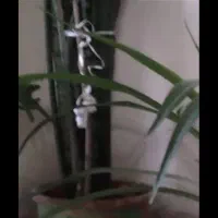 گل های آپارتمانی|گل و گیاه طبیعی|کرج, فاز ۳ مهرشهر|دیوار