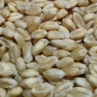 گندم بوجاری پیشگام درشت 10تن