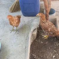 مرغ تخم گذار