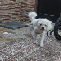 سگ خونگی فروش فوری|سگ|کاشان, شهرک ۲۲ بهمن|دیوار