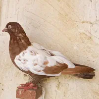 جفت جوجه سینه سرخ
