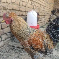 مرغ و خروس|حیوانات مزرعه|ملایر, |دیوار