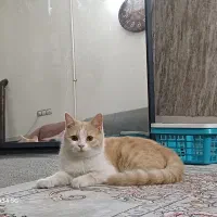 گربه بریتیش