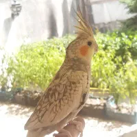 جوجه عروس هلندی و بالغ و مرغ عشق