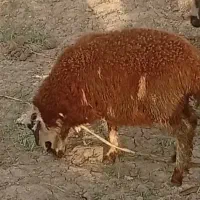 نربره قربانی یاداشتی بروجردی