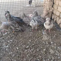 کبوتر نقاب|پرنده|جوین, |دیوار