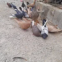 مرغ تخم گذار کبوتر|حیوانات مزرعه|اندیمشک, |دیوار