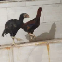 جفت لاری|حیوانات مزرعه|اردکان, |دیوار