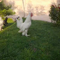 مرغ وخروس