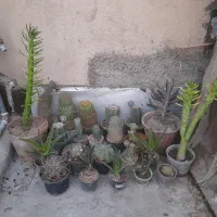 ۲۳ تا کاکتوس در انواع مختلف