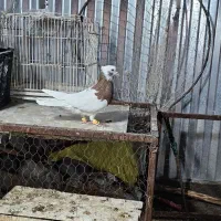 کفتر شهرستانی رنگه آلمانی سار سرور طوقی سبز