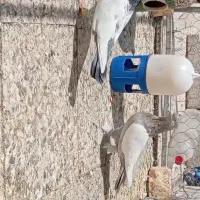 دو عدد نر سینه بزن خوب