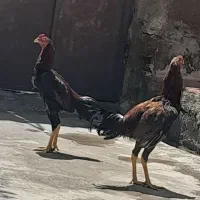دوتا خروس لاری درجه یک ۹ ماهه