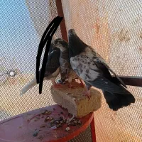 جوجه کفتر|پرنده|پاکدشت, پاکدشت (مامازند)|دیوار