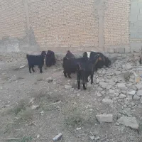 بزنامبروان|حیوانات مزرعه|شوشتر, |دیوار