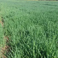 اجاره ۹ هکتار زمین کشاورزی