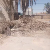 تنه درخت نخل