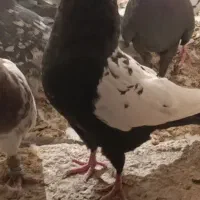 فروش کبوتر