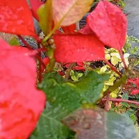 گل لیراتا و گل امستر