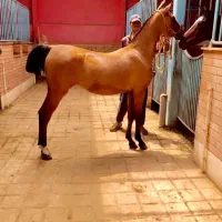 اسب،مادیان،کره ماده کهر طلایی،،