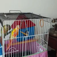 یک جفت طوطی گرینچیک|پرنده|تهران, شارق|دیوار