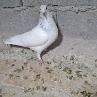 کبوتر|پرنده|گلبهار, شهر جدید گلبهار|دیوار