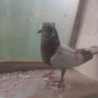 کله نر پرش سنگین