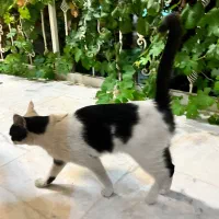 گربه|گربه|کاشان, معلم|دیوار