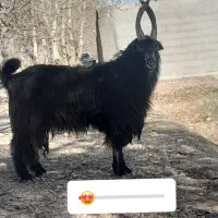 چپش تخم دار برون