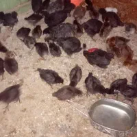 جوجه مرغ خورموج|حیوانات مزرعه|خورموج, |دیوار