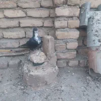 کرباتی سیاه نر هوایی|پرنده|تربت‌حیدریه, حاجی یار‎|دیوار