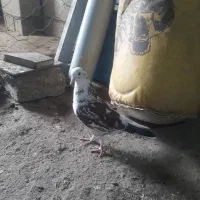 کبوتر پرشی ماده|پرنده|گمیشان, |دیوار