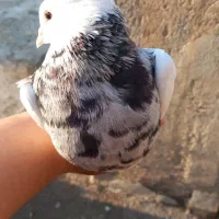 طوقی|پرنده|درگز, |دیوار