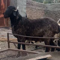 قوچ بزرگ