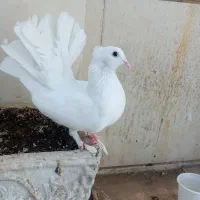 ماده پا پر