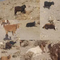 بز و کاور جوان