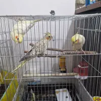 عروس هلندی ۴ و ۸ ماهه