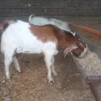 دو عدد بزغاله نر|حیوانات مزرعه|آق قلا, |دیوار