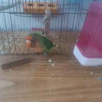 طوطی کوتوله|پرنده|خمیر, |دیوار