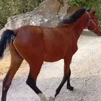 کره اسب یکساله
