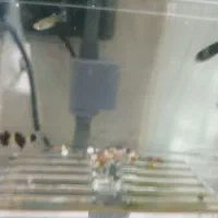 ماهی گوپی زنبورعسلی|ماهی|قم, اسمعیل آباد|دیوار