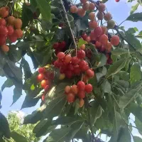 باغ-ویلای-5000-متری-با-خانه-و-دیوار-در-محمود-آباد